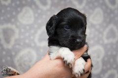 © all rights reserved - Photo by Lisanne Bakker