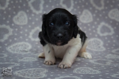 © all rights reserved - Photo by Lisanne Bakker