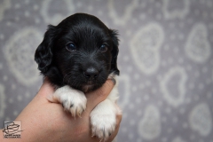 © all rights reserved - Photo by Lisanne Bakker