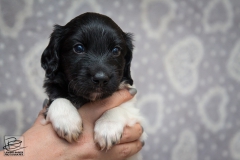 © all rights reserved - Photo by Lisanne Bakker