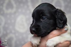 © all rights reserved - Photo by Lisanne Bakker