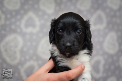 © all rights reserved - Photo by Lisanne Bakker