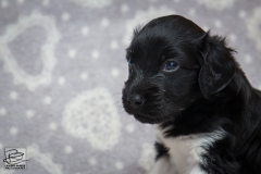 © all rights reserved - Photo by Lisanne Bakker