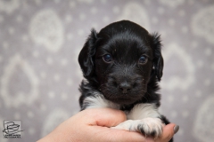 © all rights reserved - Photo by Lisanne Bakker