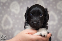 © all rights reserved - Photo by Lisanne Bakker