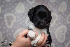 © all rights reserved - Photo by Lisanne Bakker