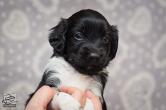 © all rights reserved - Photo by Lisanne Bakker