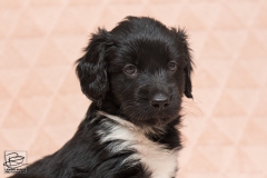 © all rights reserved - Photo by Lisanne Bakker