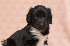 © all rights reserved - Photo by Lisanne Bakker