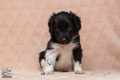 © all rights reserved - Photo by Lisanne Bakker