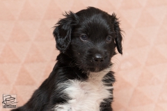 © all rights reserved - Photo by Lisanne Bakker