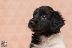 © all rights reserved - Photo by Lisanne Bakker