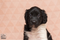 © all rights reserved - Photo by Lisanne Bakker