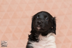 © all rights reserved - Photo by Lisanne Bakker