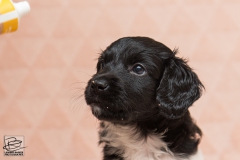 © all rights reserved - Photo by Lisanne Bakker