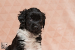 © all rights reserved - Photo by Lisanne Bakker