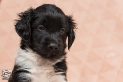 © all rights reserved - Photo by Lisanne Bakker