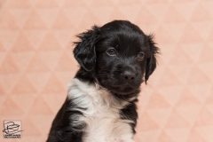 © all rights reserved - Photo by Lisanne Bakker