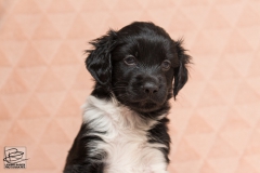 © all rights reserved - Photo by Lisanne Bakker