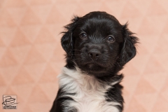 © all rights reserved - Photo by Lisanne Bakker