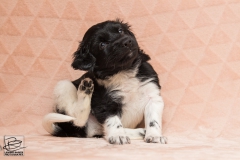 © all rights reserved - Photo by Lisanne Bakker