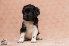 © all rights reserved - Photo by Lisanne Bakker