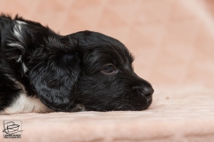 © all rights reserved - Photo by Lisanne Bakker