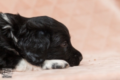 © all rights reserved - Photo by Lisanne Bakker