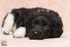 © all rights reserved - Photo by Lisanne Bakker