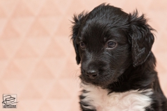 © all rights reserved - Photo by Lisanne Bakker