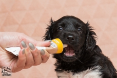 © all rights reserved - Photo by Lisanne Bakker