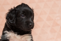 © all rights reserved - Photo by Lisanne Bakker