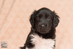 © all rights reserved - Photo by Lisanne Bakker