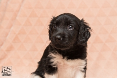 © all rights reserved - Photo by Lisanne Bakker