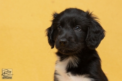 © all rights reserved - Photo by Lisanne Bakker