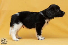 © all rights reserved - Photo by Lisanne Bakker