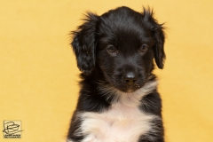 © all rights reserved - Photo by Lisanne Bakker