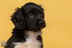 © all rights reserved - Photo by Lisanne Bakker