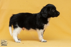 © all rights reserved - Photo by Lisanne Bakker