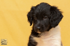 © all rights reserved - Photo by Lisanne Bakker