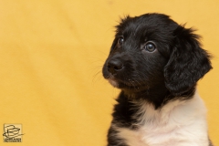 © all rights reserved - Photo by Lisanne Bakker