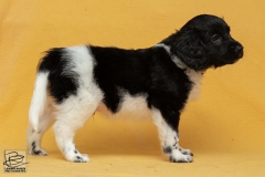 © all rights reserved - Photo by Lisanne Bakker