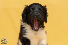 © all rights reserved - Photo by Lisanne Bakker