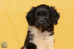 © all rights reserved - Photo by Lisanne Bakker