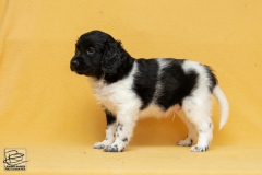 © all rights reserved - Photo by Lisanne Bakker