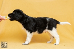 © all rights reserved - Photo by Lisanne Bakker