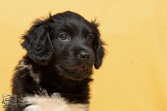 © all rights reserved - Photo by Lisanne Bakker