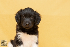 © all rights reserved - Photo by Lisanne Bakker