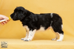 © all rights reserved - Photo by Lisanne Bakker