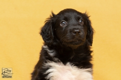 © all rights reserved - Photo by Lisanne Bakker